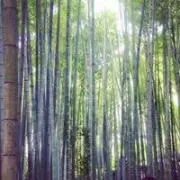 garbanzoの画像