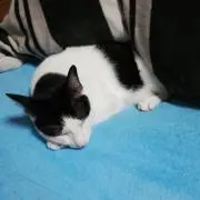 ねこはち