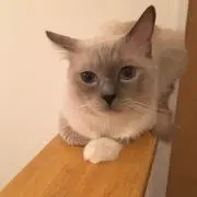 後藤優弥