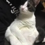 かぁの画像