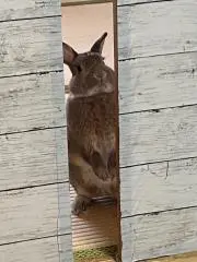 たな