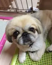 えじぽん