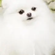 のの画像