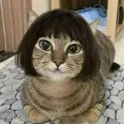 ナリの画像