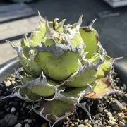 Aces plants