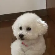 momoの画像