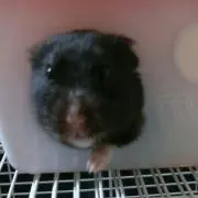 みどり