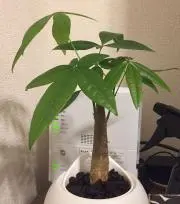 パキラの画像