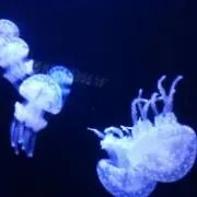 ささやん《できる限り消毒し送ります》の画像