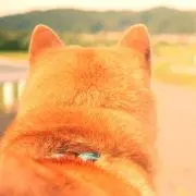 ぶぶたんの画像