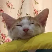KNAAの画像
