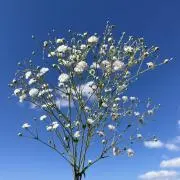 カスミソウの画像