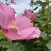 KONOの画像