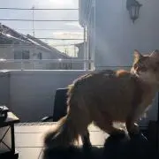 なちの画像