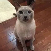 ともぴぃの画像