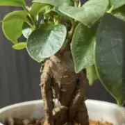 さなぎの画像