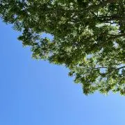 tmの画像