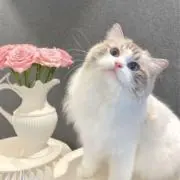 nyan126の画像