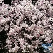 さくら