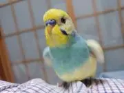 ともたんの画像