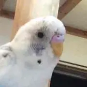 おしゃも