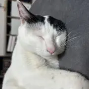 よっち