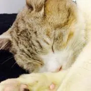 ヒバ