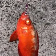 よろしくお願いしますの画像