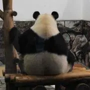 雅虎