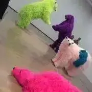 yukkusの画像