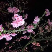 小栗
