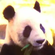 テレジアの画像