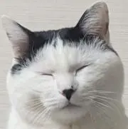 kokeの画像