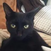ノン