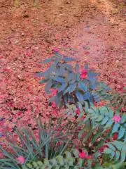 ひよこの画像