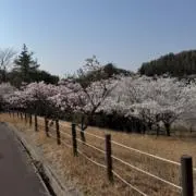 Piの画像