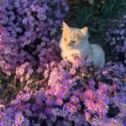 にんじん
