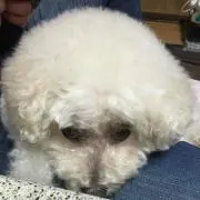 エース