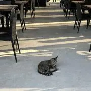 リボンの画像