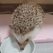 TOTO
