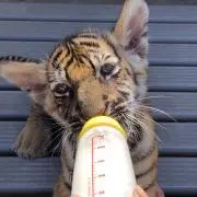 こころの画像