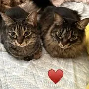 さーや