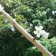 きむ☆の画像