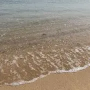 トヨの画像