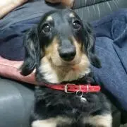 ぺぺ