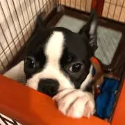 おかゆちゃん
