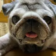 コルディーの画像