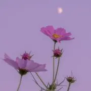 minaminaの画像