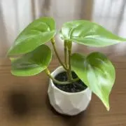 ポトスの画像