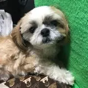 すが